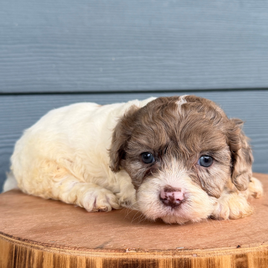 Chocolate-Merle-Pup