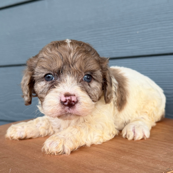Chocolate-Merle-Pup