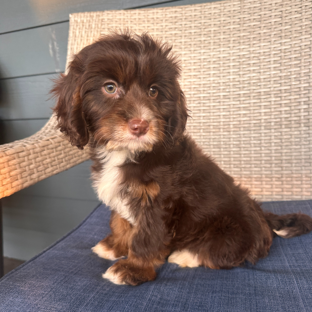 Chocolate-Cavapoo