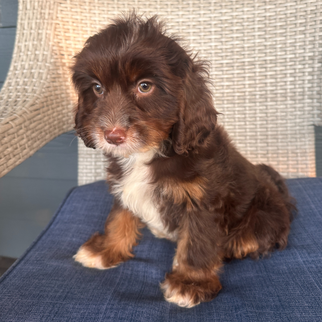 Chocolate-Cavapoo