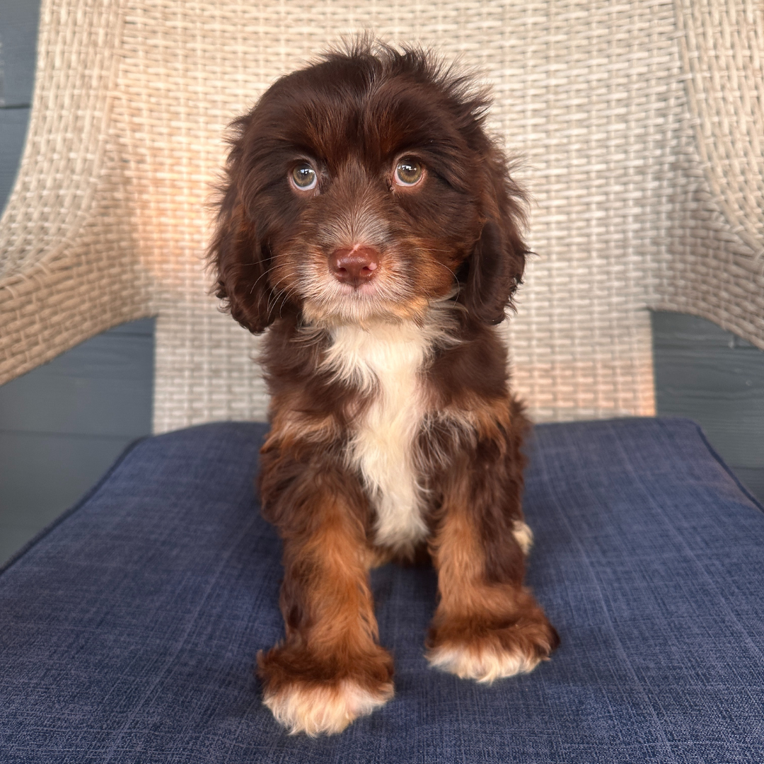 Chocolate-Cavapoo