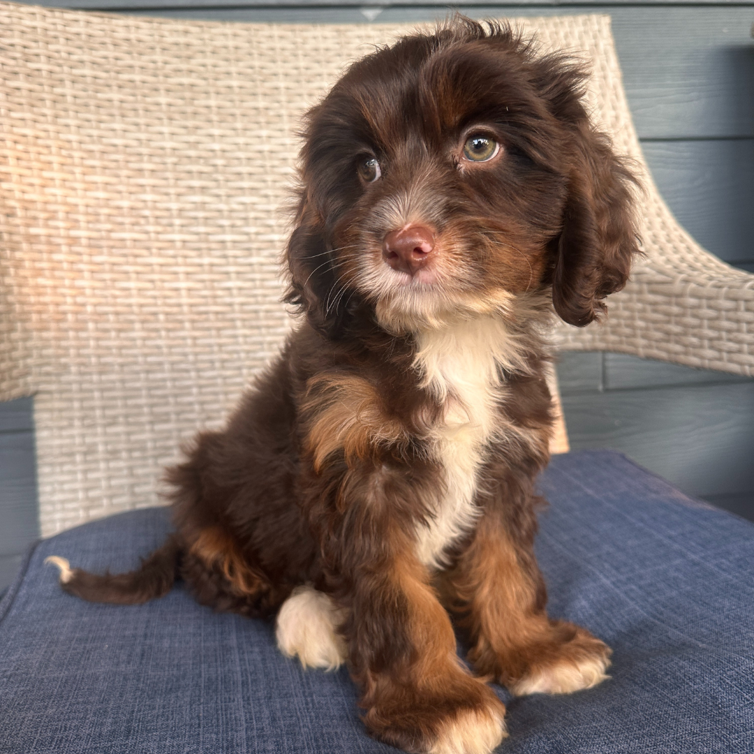 Chocolate-Cavapoo