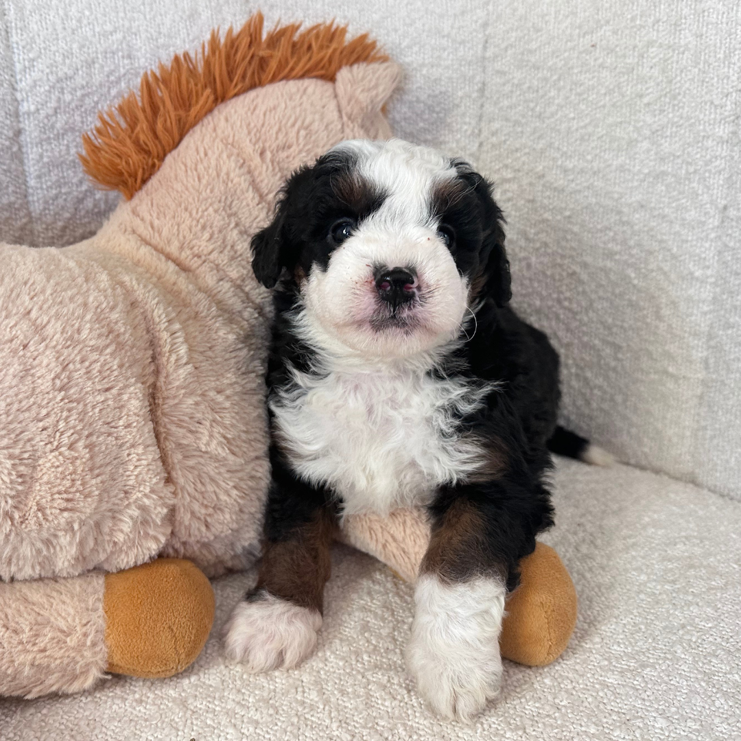 Mini-Bernedoodle-Puppies