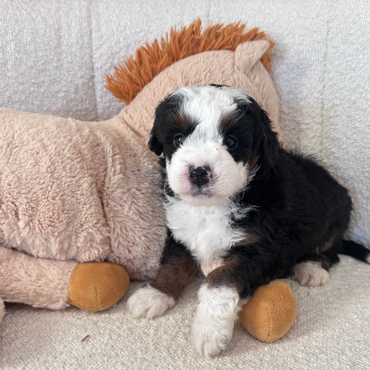 Mini-Bernedoodle-Puppies
