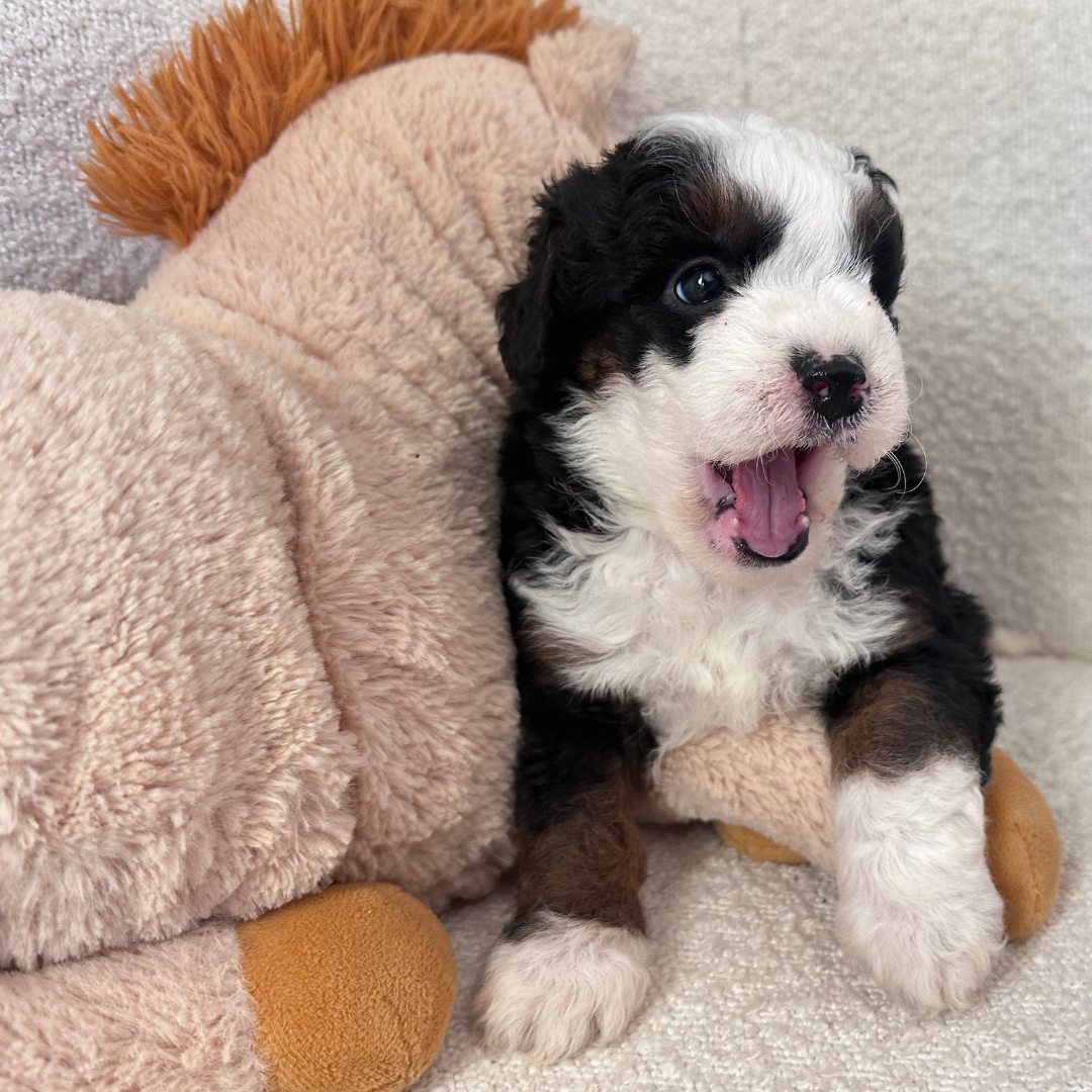 Mini-Bernedoodle-Puppies
