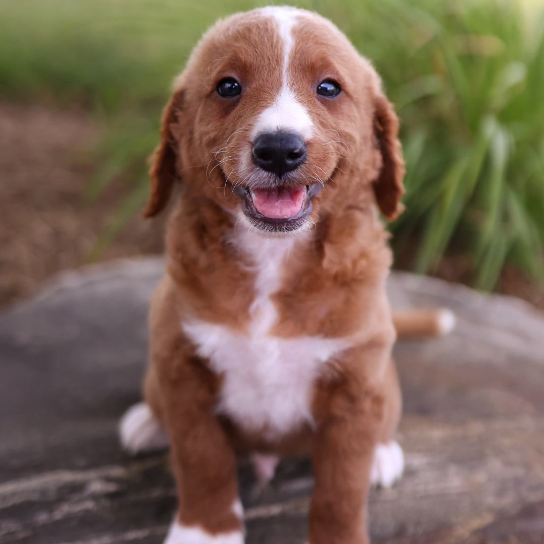 F1B-Mini-Goldendoodles