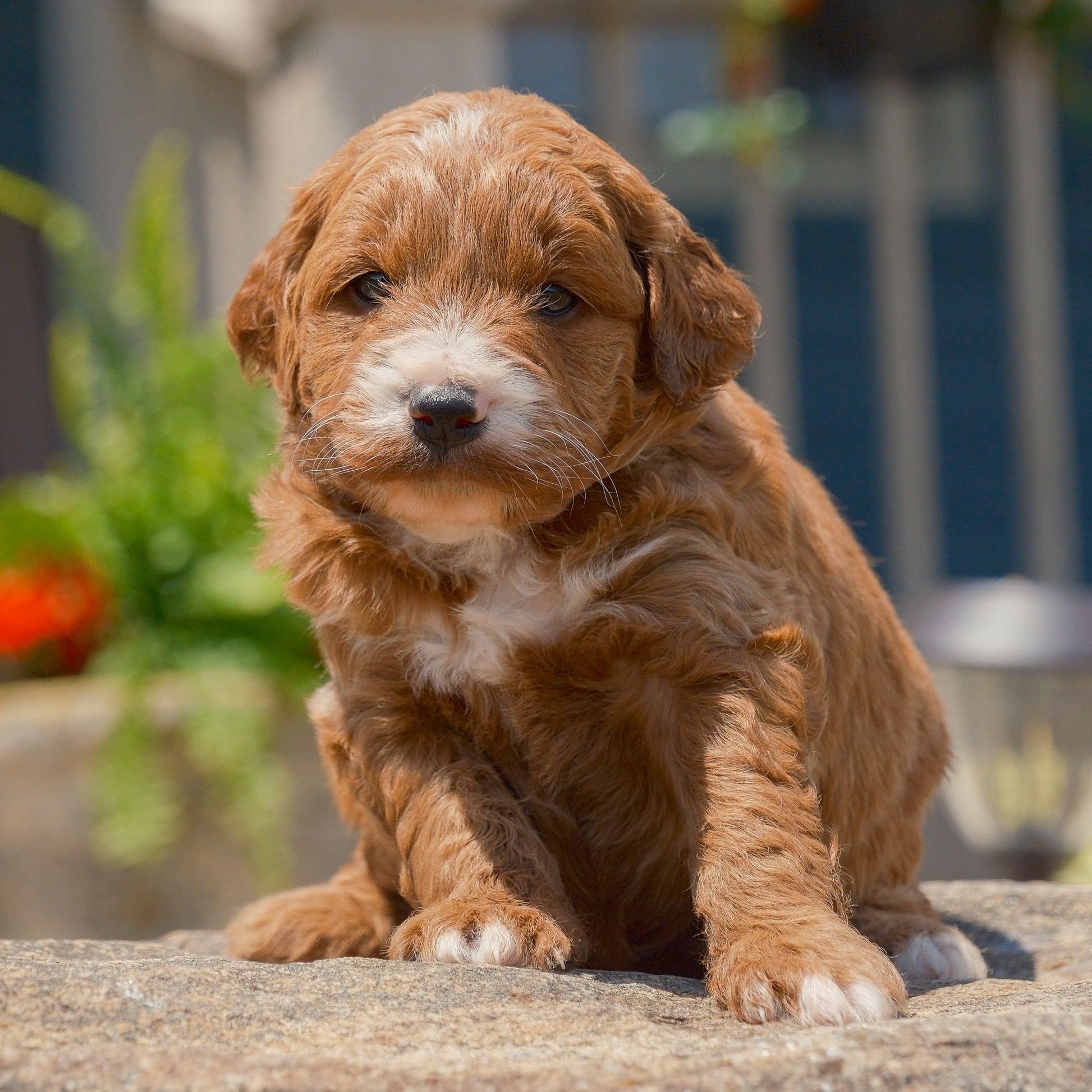 F1B-Mini-Goldendoodles