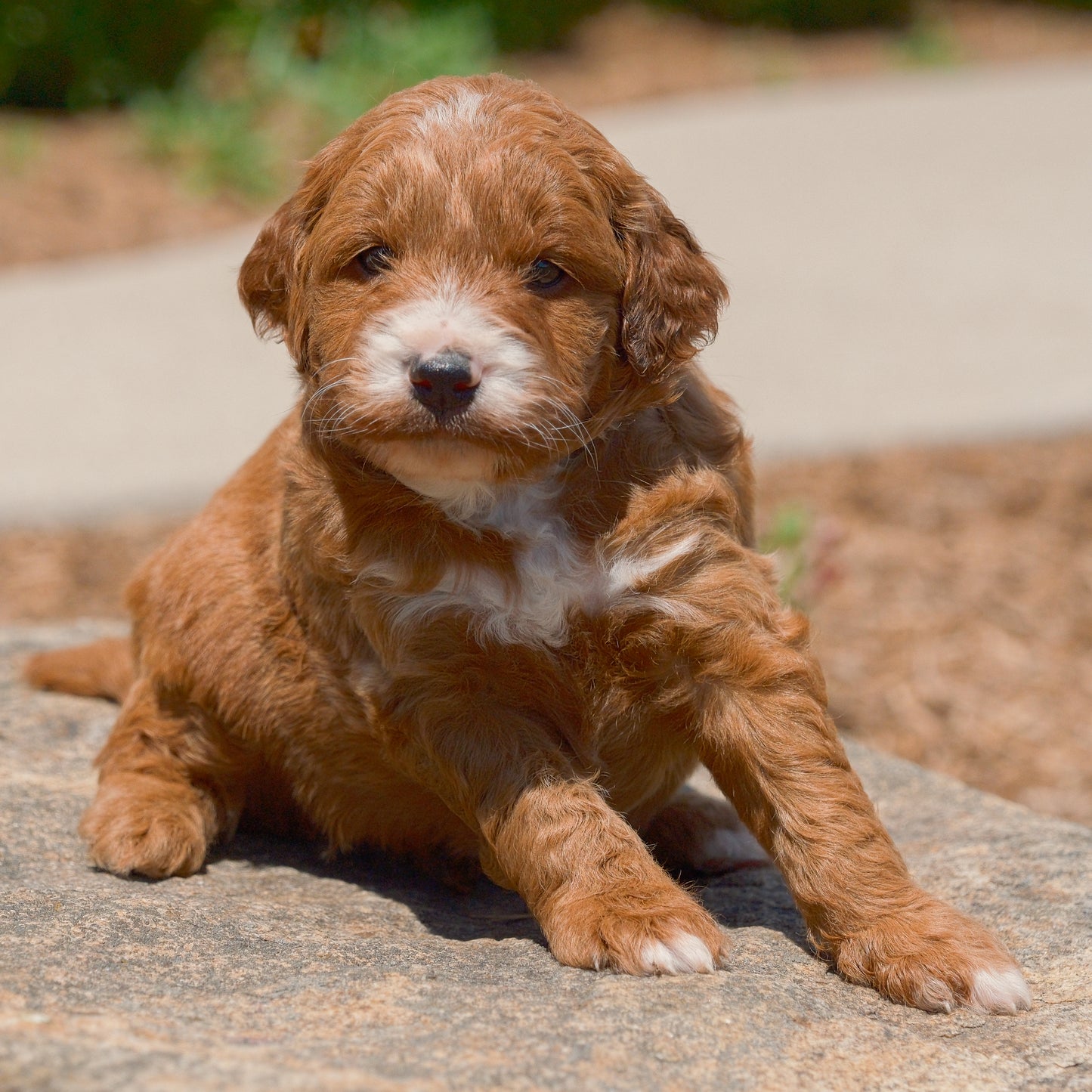 F1B-Mini-Goldendoodles