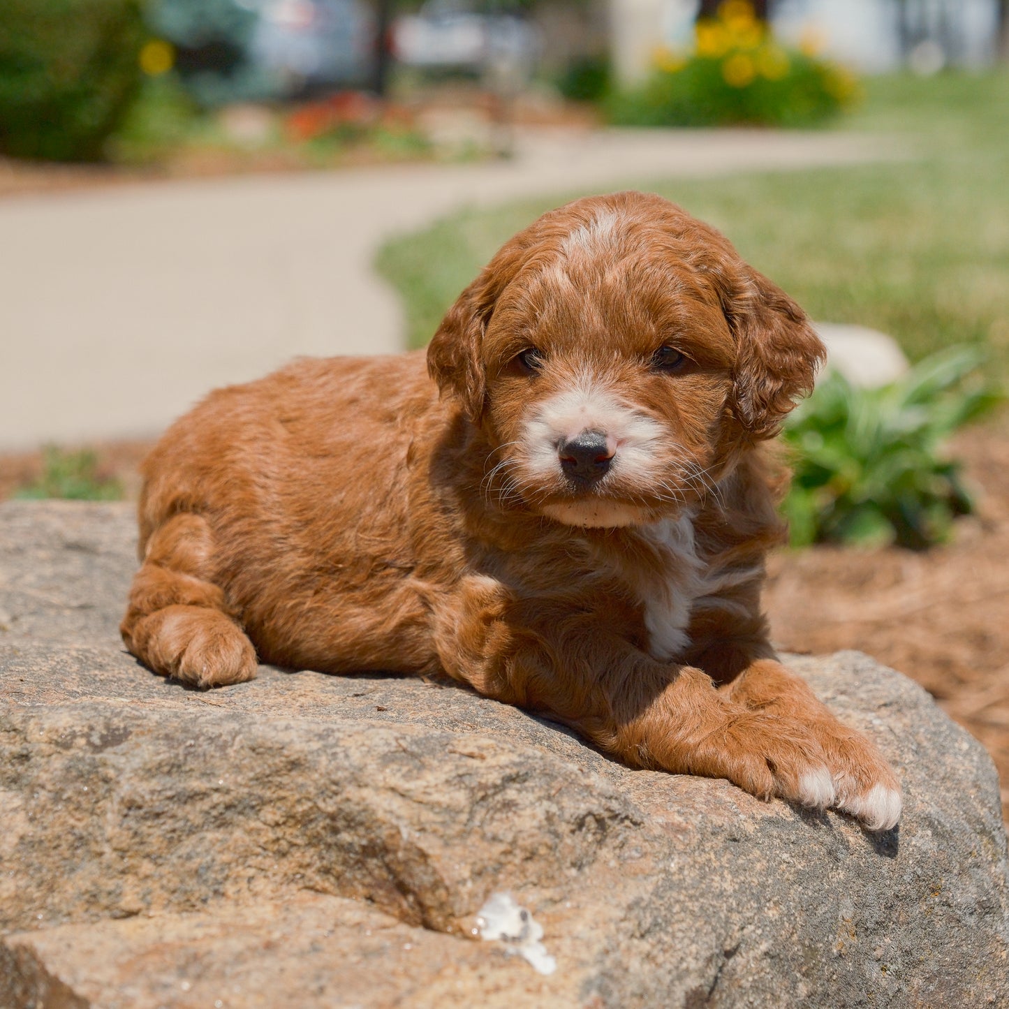 F1B-Mini-Goldendoodles