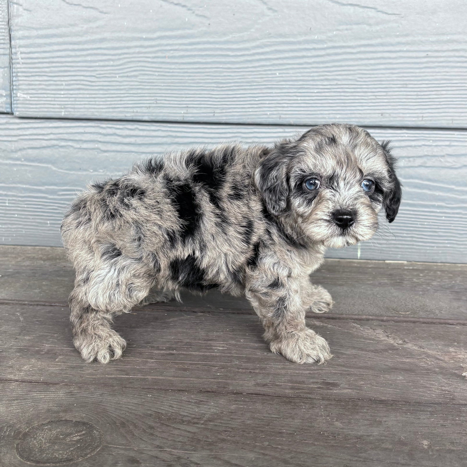Cavapoo Puppy standing on a wooden deck with a light gray wooden wall in the background at rafterepups