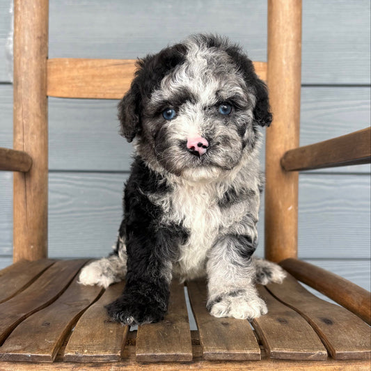 Cavapoo Puppy sitting on a wooden chair outdoors at rafterepups