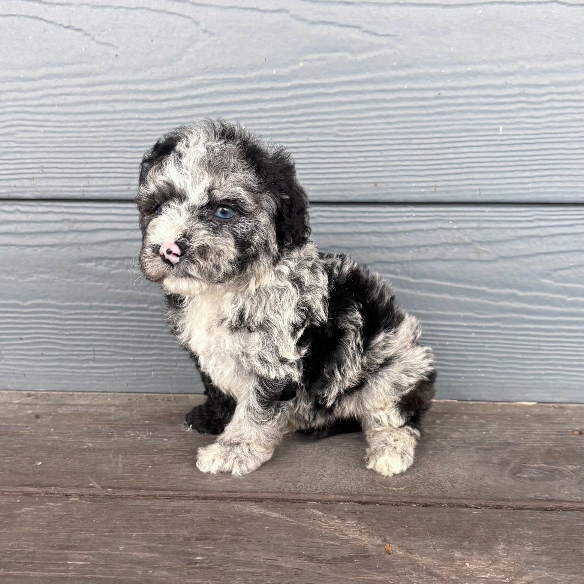 cavapoo Puppy sitting on a wooden deck with a gray wooden wall in the background at raftereepups