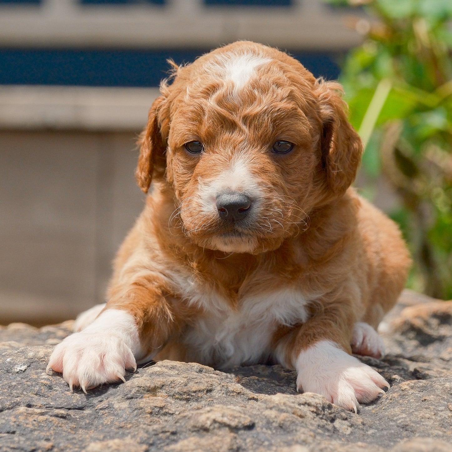 F1B-Mini-Goldendoodles