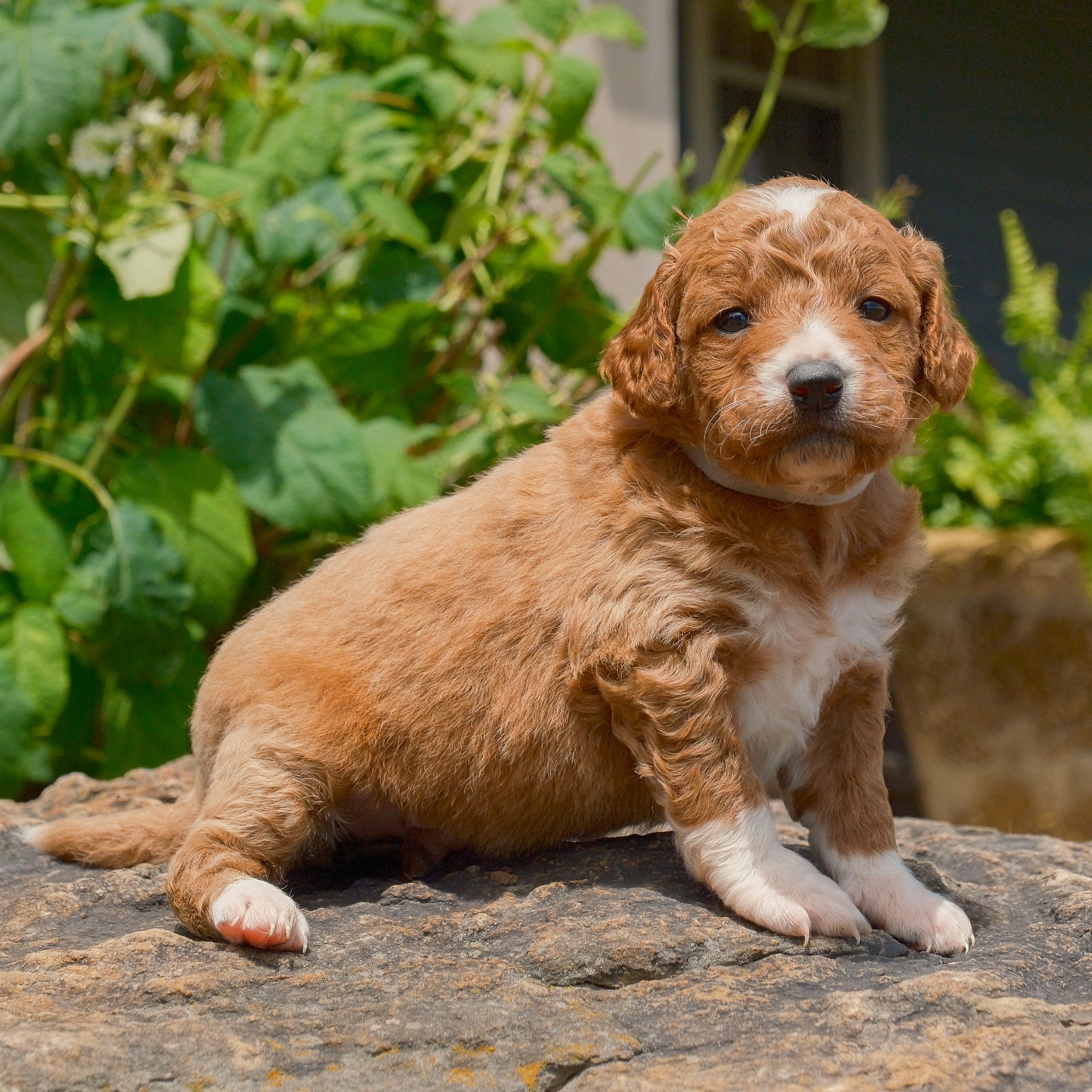 F1B-Mini-Goldendoodles