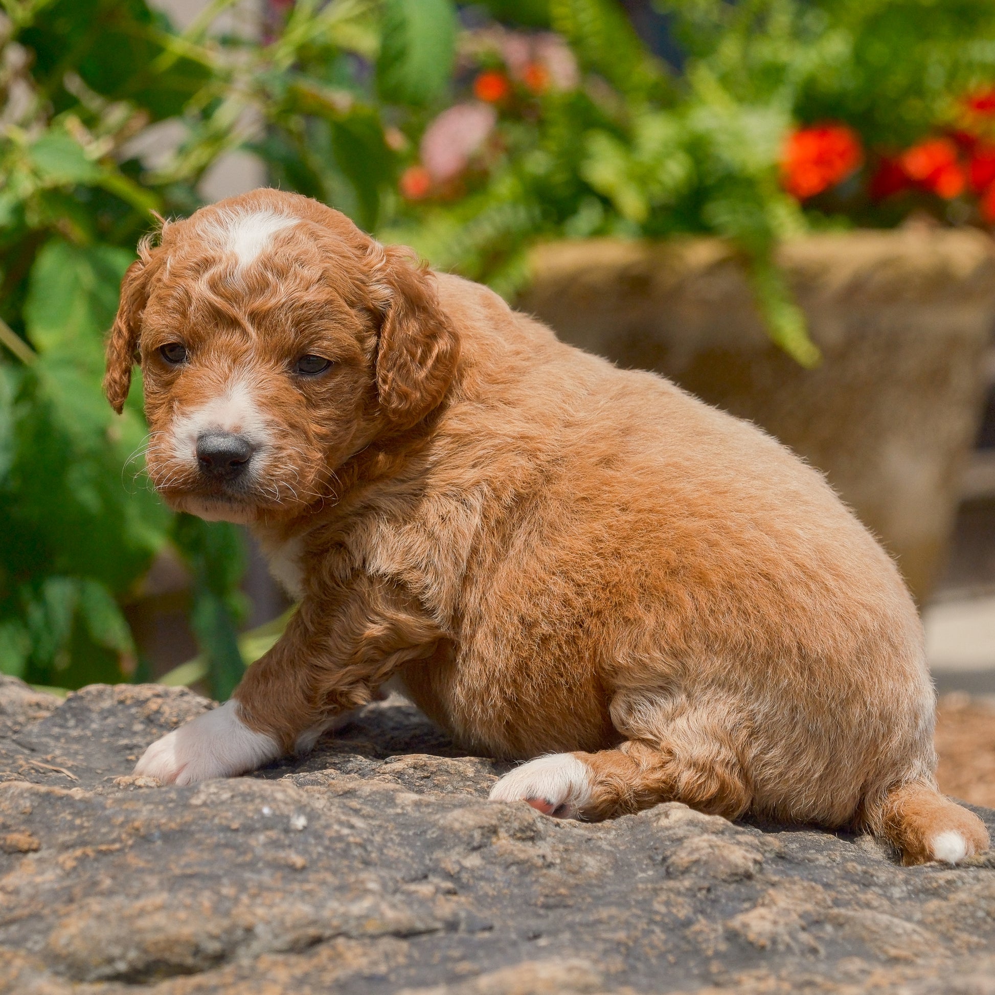 F1B-Mini-Goldendoodles