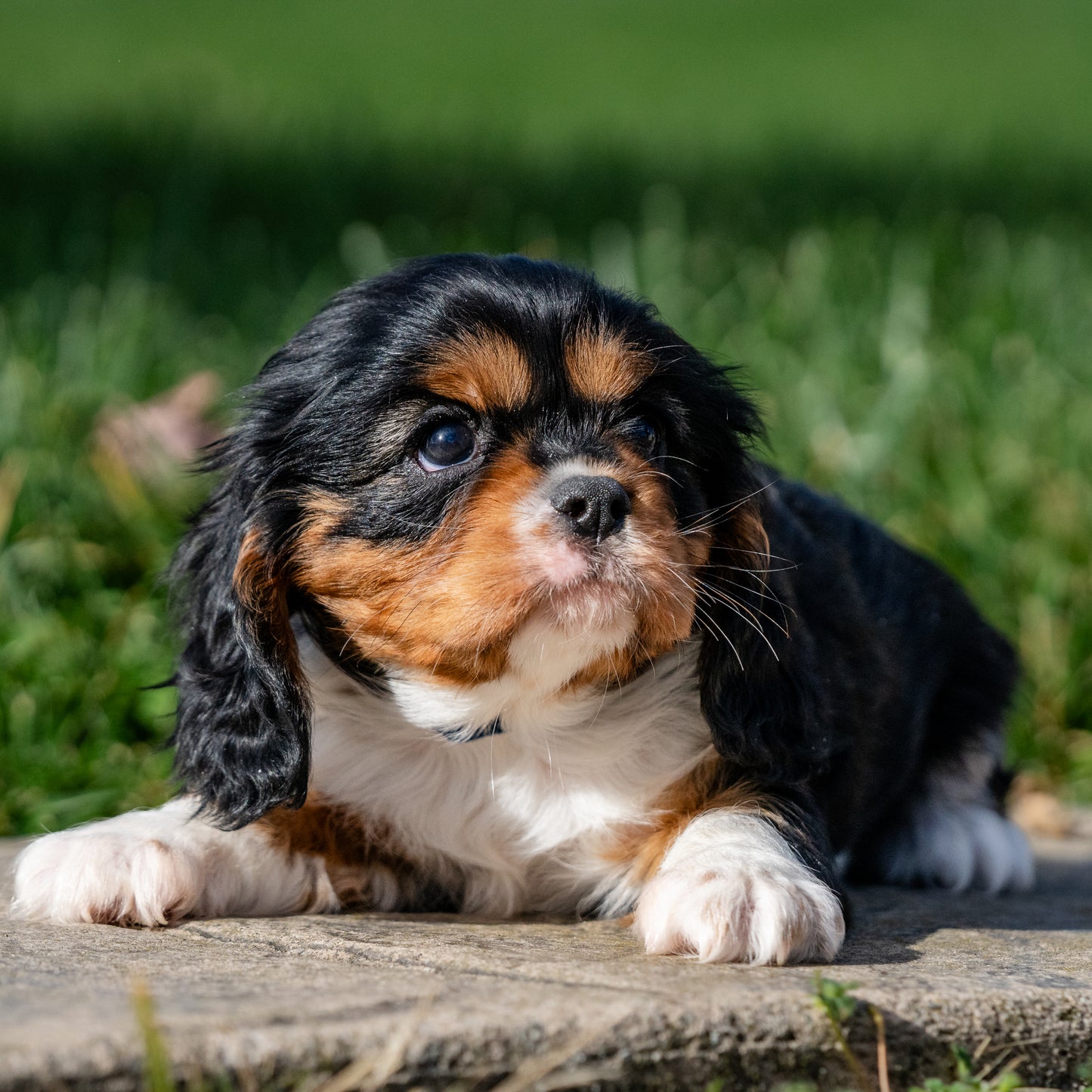 Cavalier-King-Charles-Spaniel