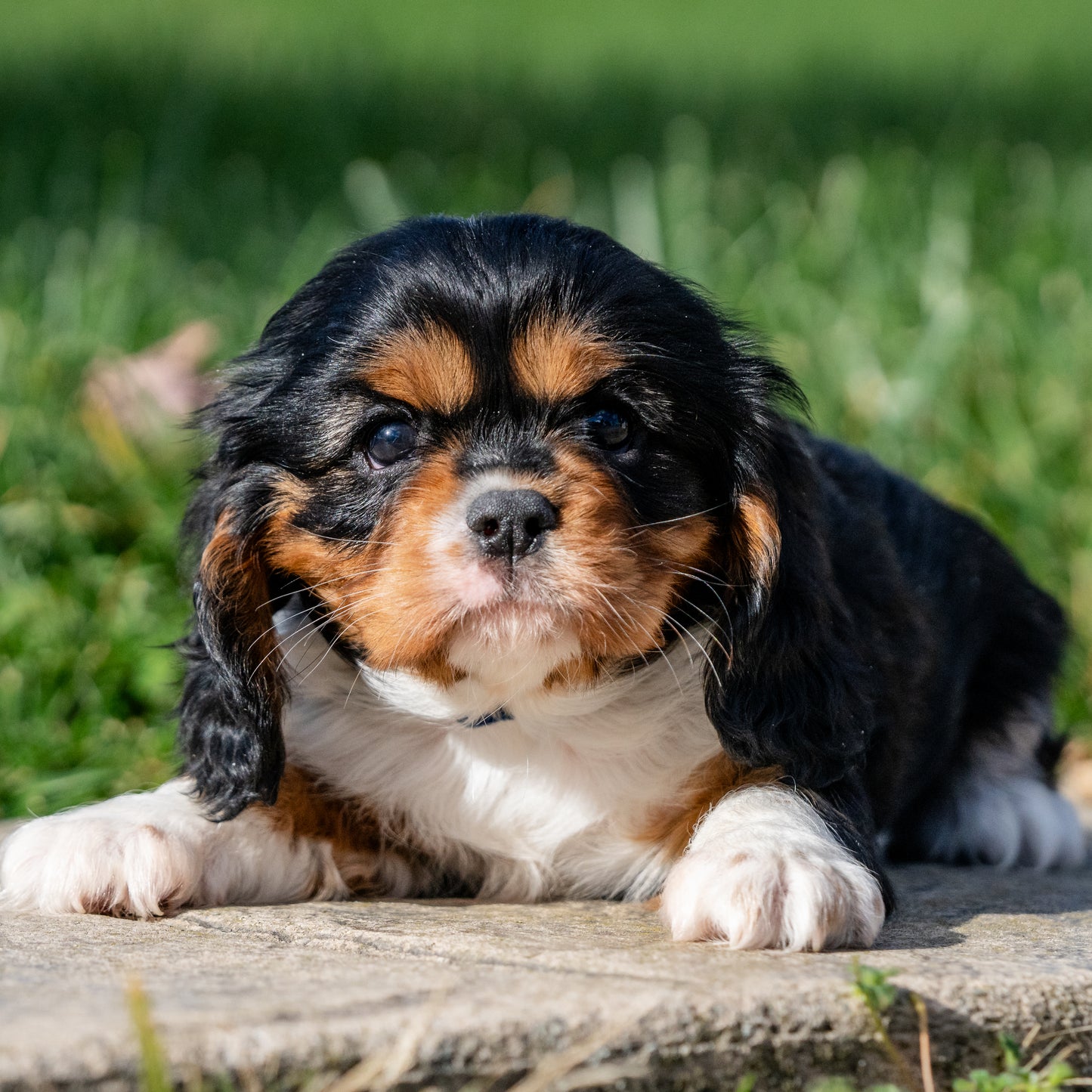 Cavalier-King-Charles-Spaniel