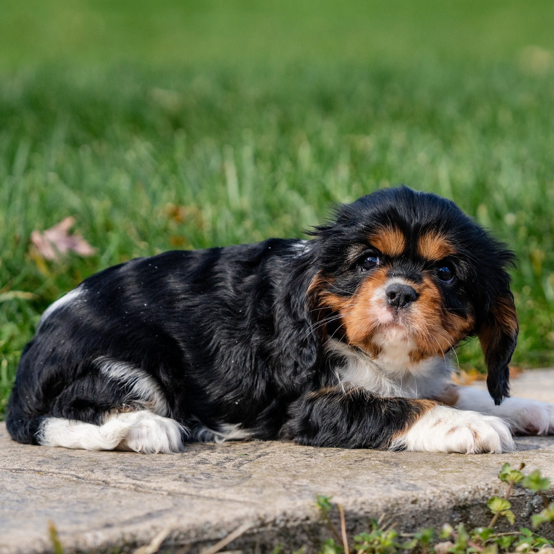 Cavalier-King-Charles-Spaniel