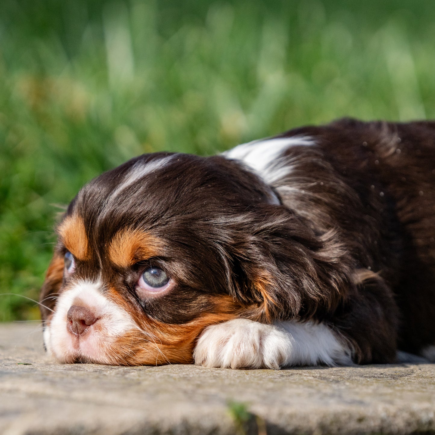 Cavalier-King-Charles-Spaniel