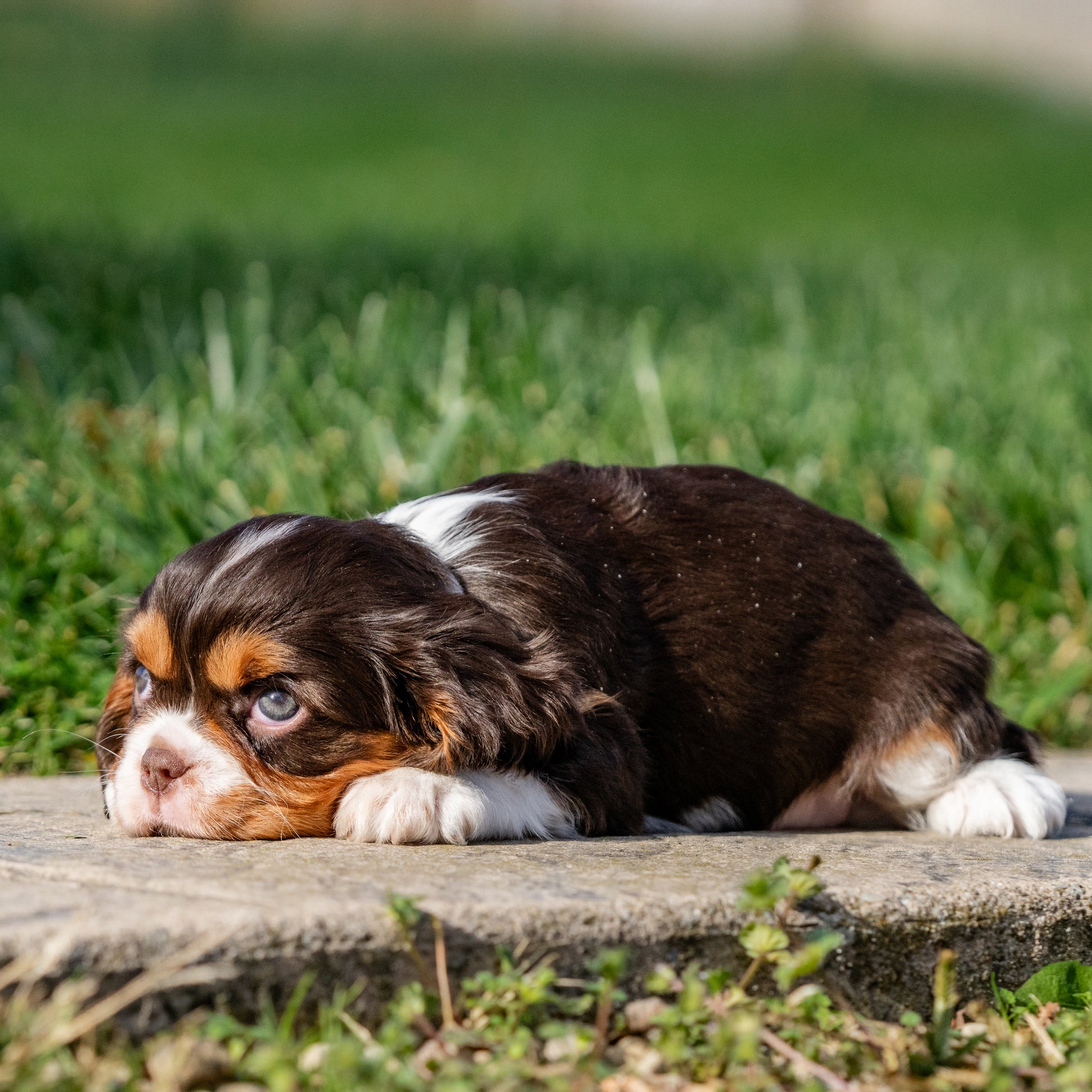 Cavalier-King-Charles-Spaniel