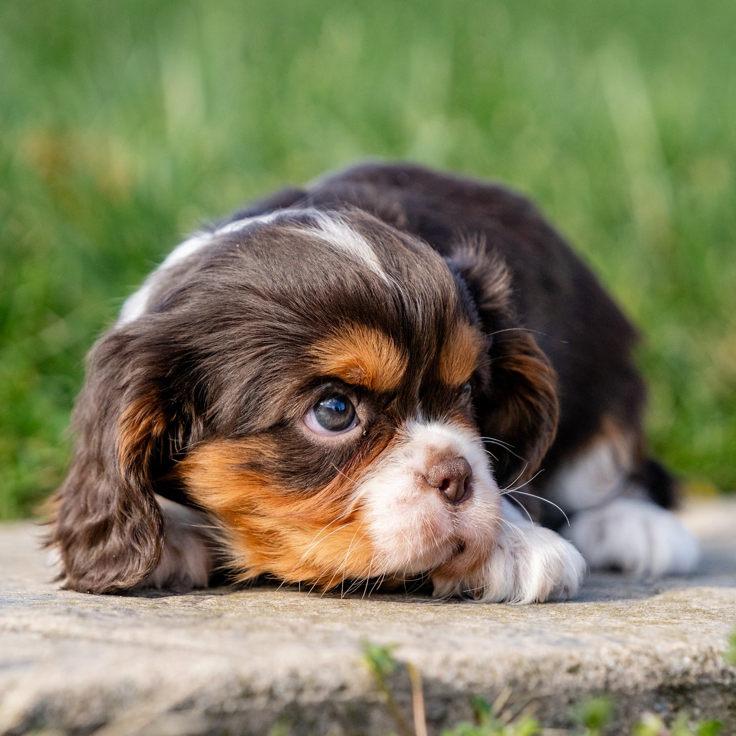 Cavalier-King-Charles-Spaniel