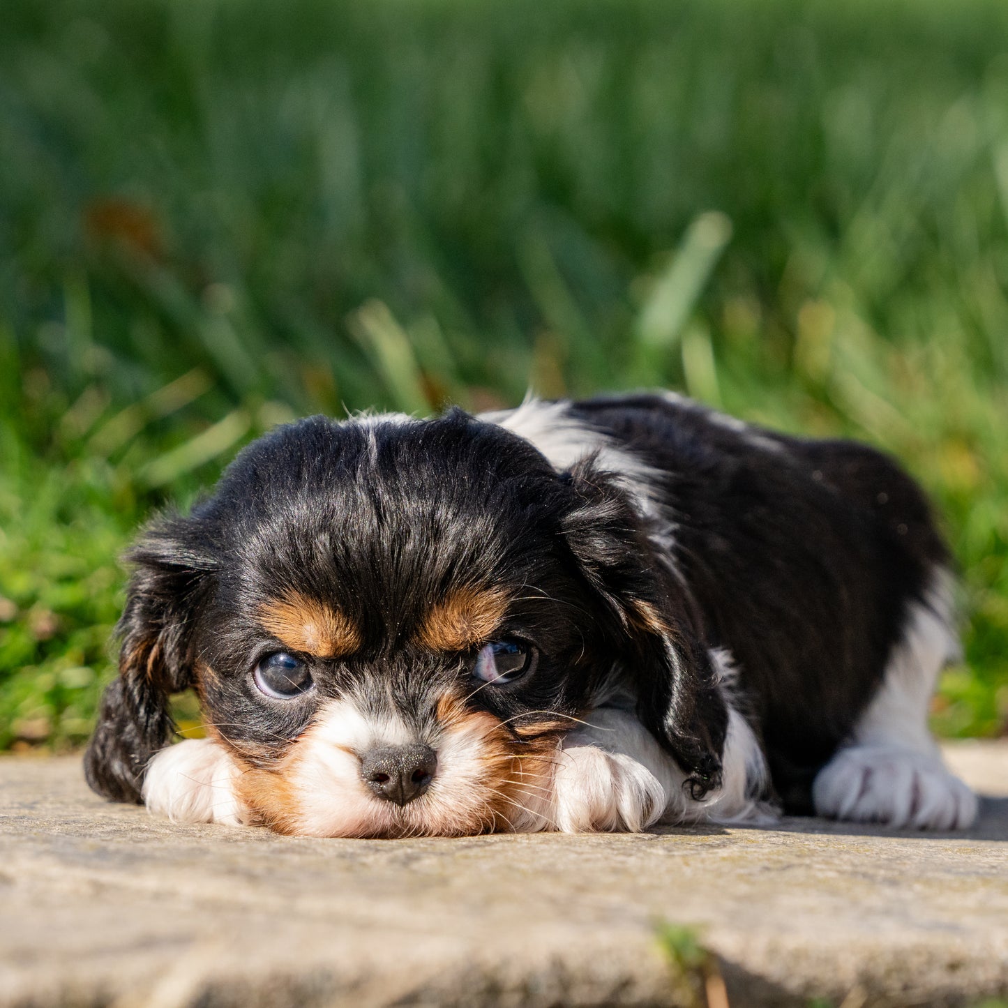 Cavalier-King-Charles-Spaniel