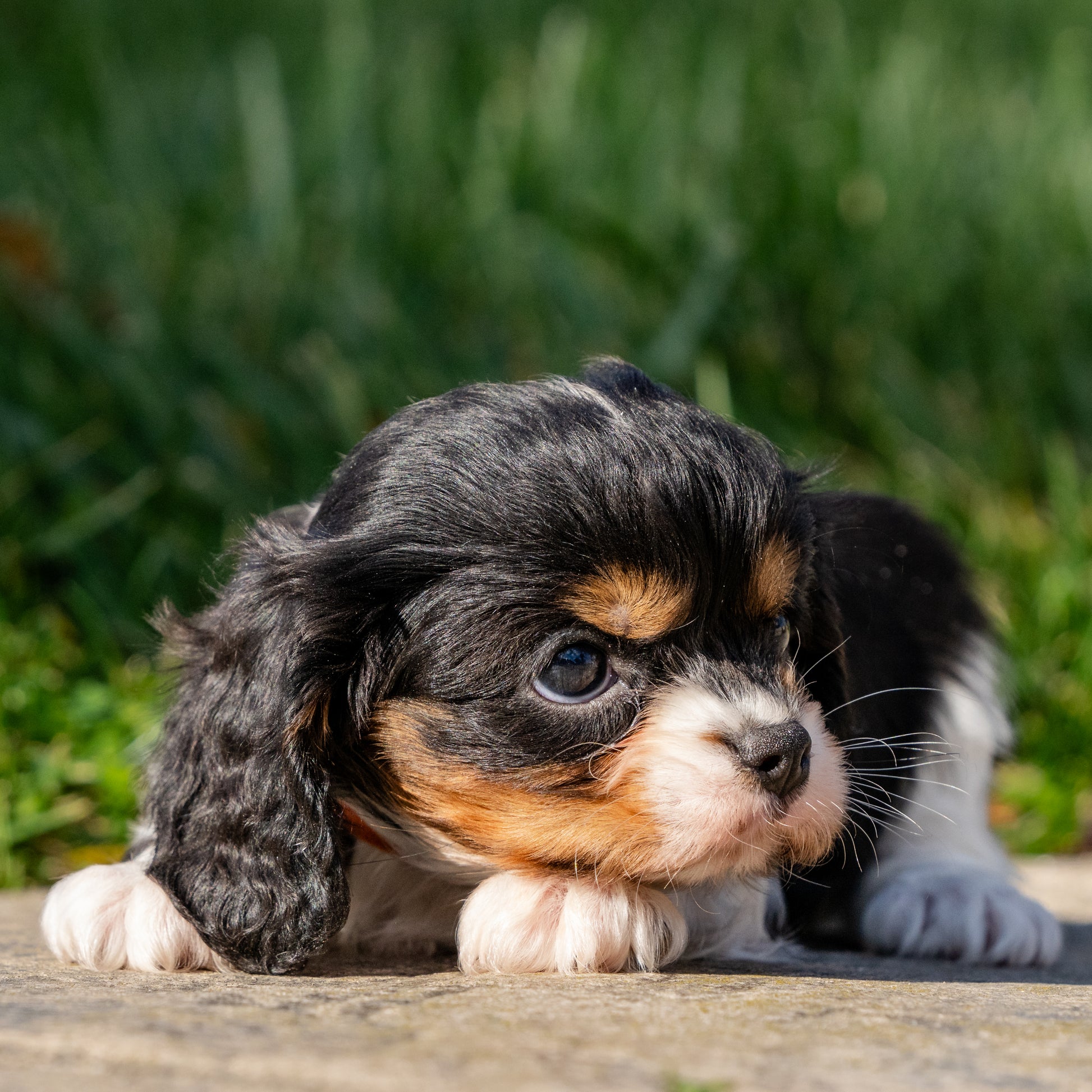 Cavalier-King-Charles-Spaniel