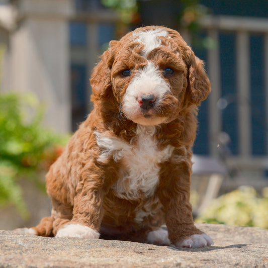 F1B-Mini-Goldendoodles