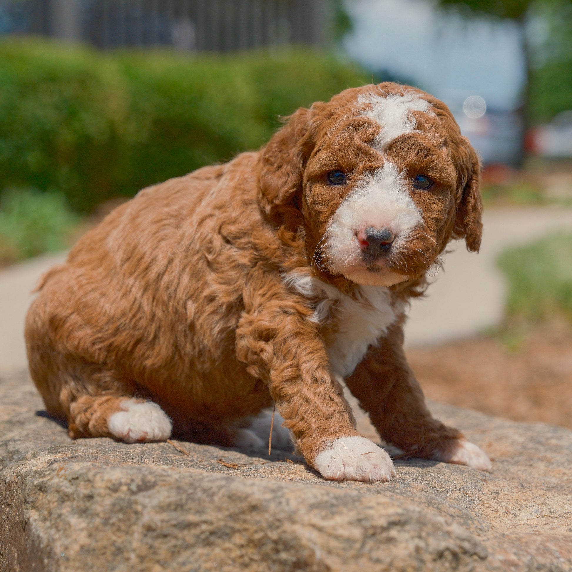 F1B-Mini-Goldendoodles