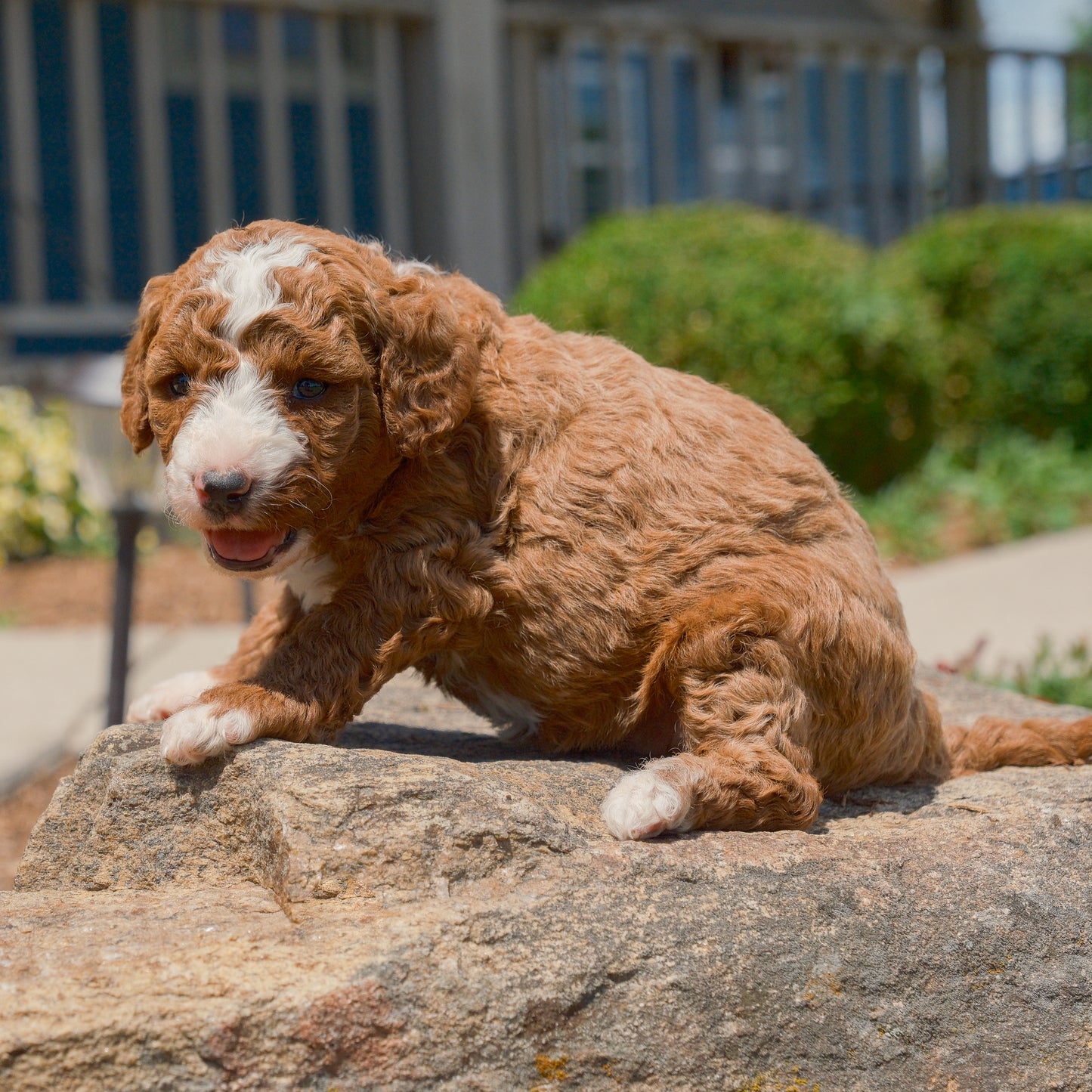 F1B-Mini-Goldendoodles