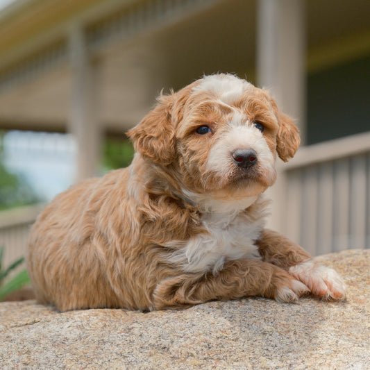 F1B-Mini-Goldendoodles