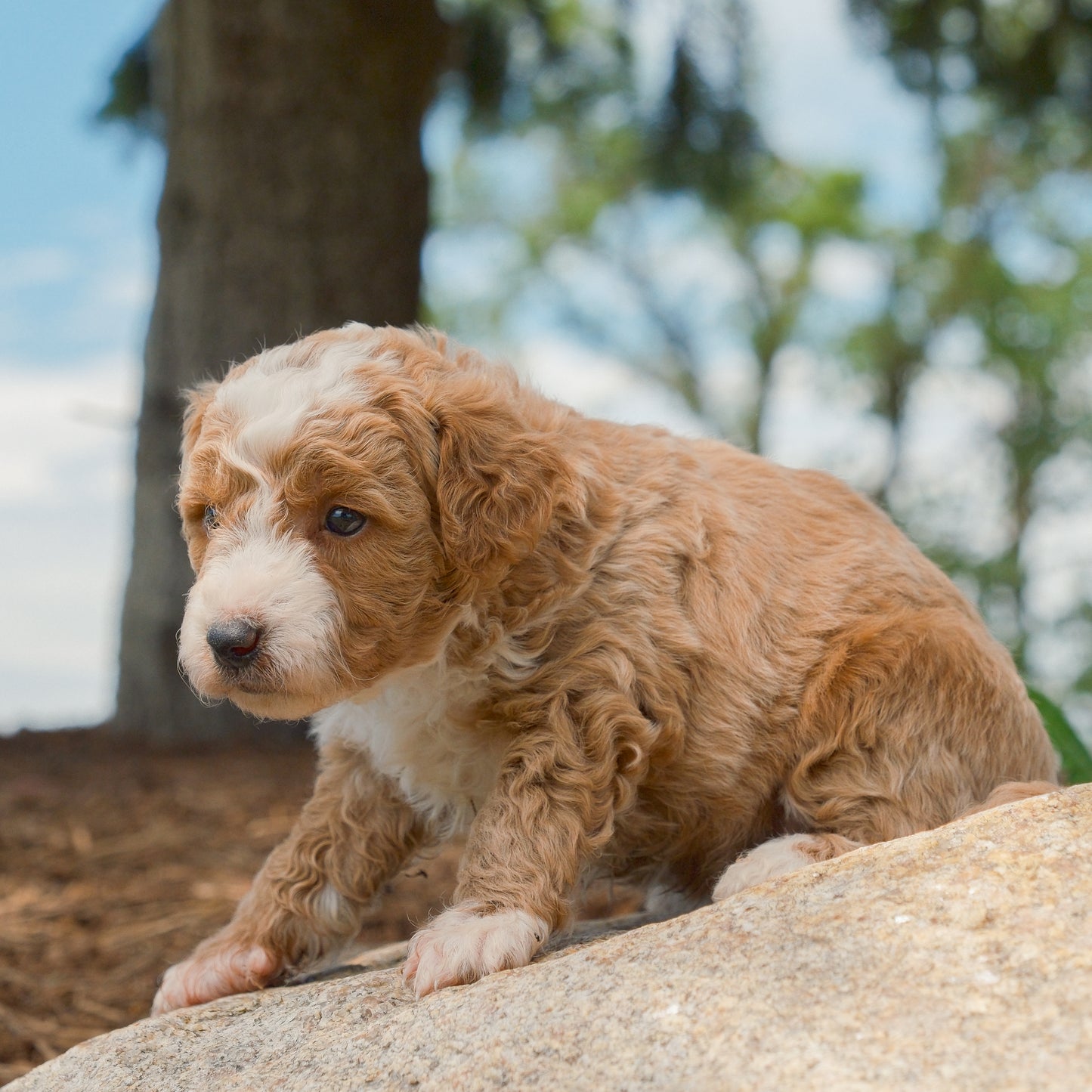 F1B-Mini-Goldendoodles