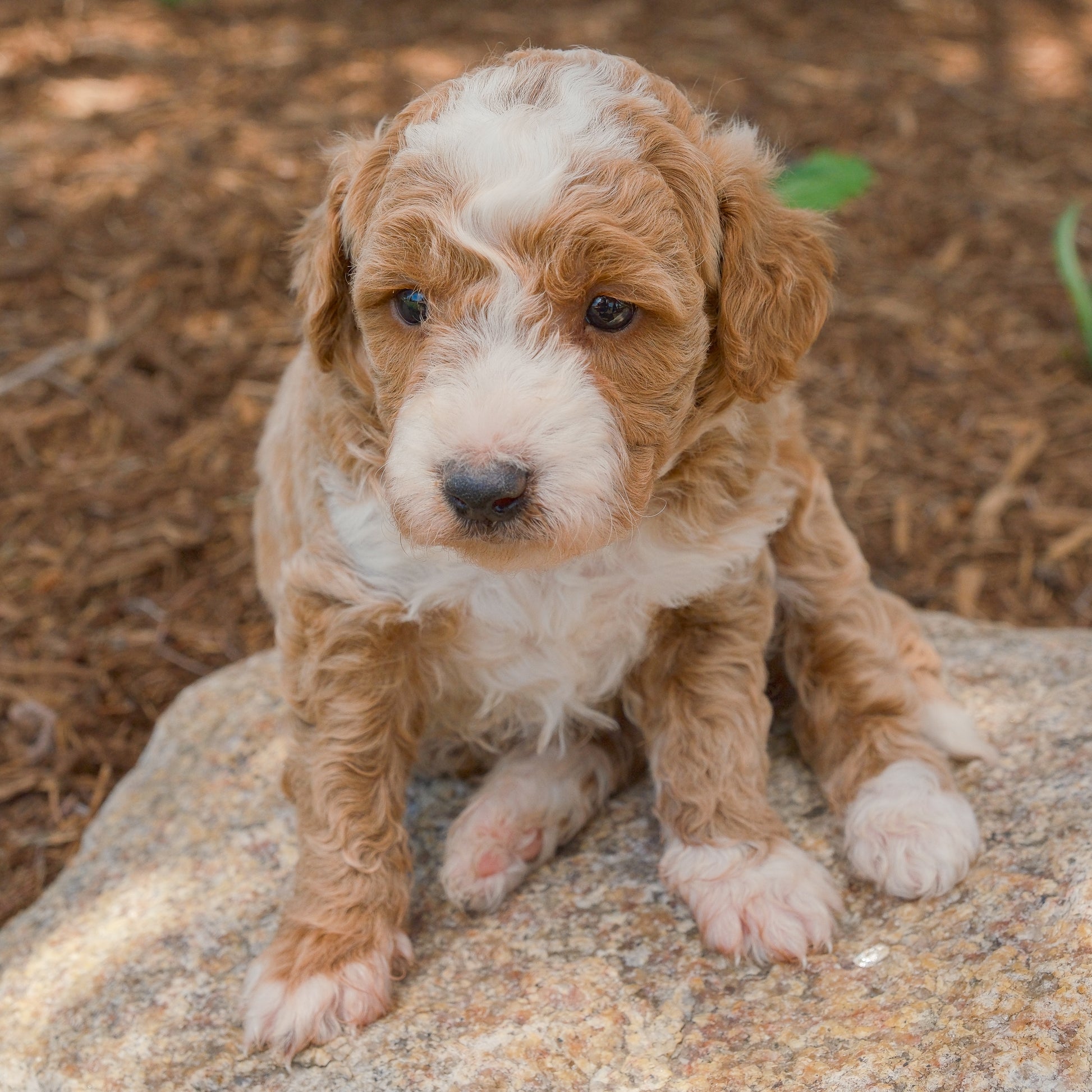 F1B-Mini-Goldendoodles