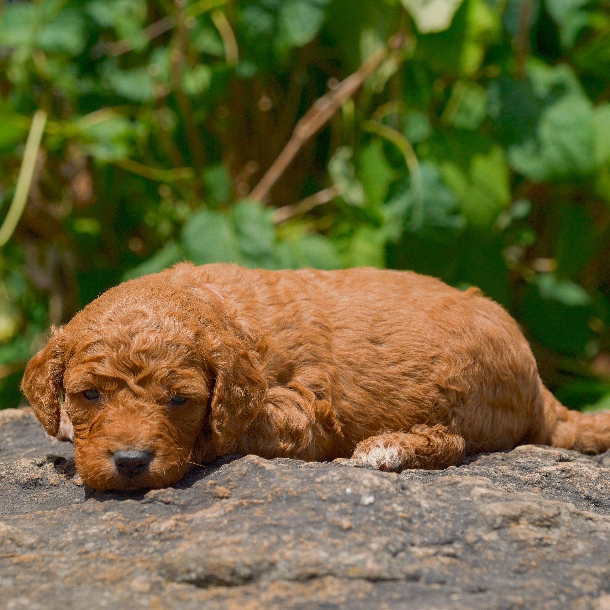 F1B-Mini-Goldendoodles