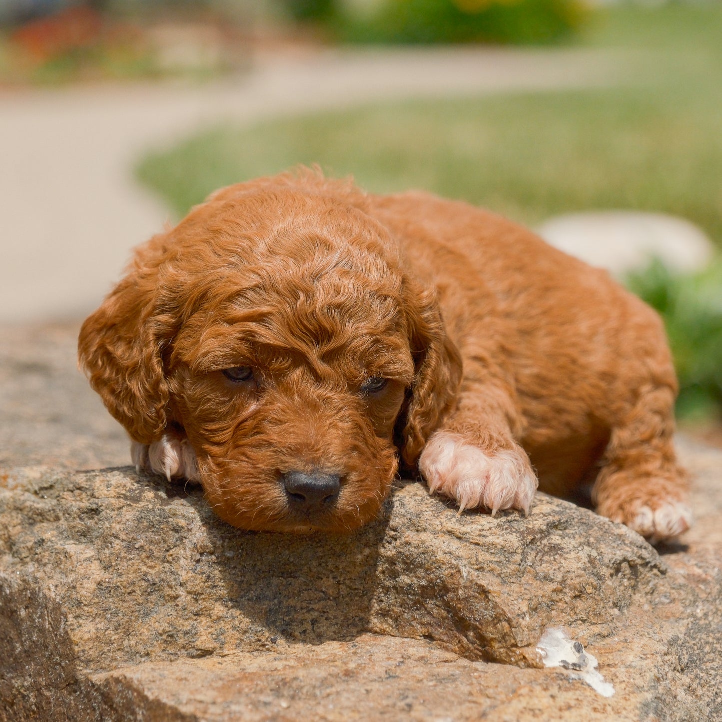 F1B-Mini-Goldendoodles