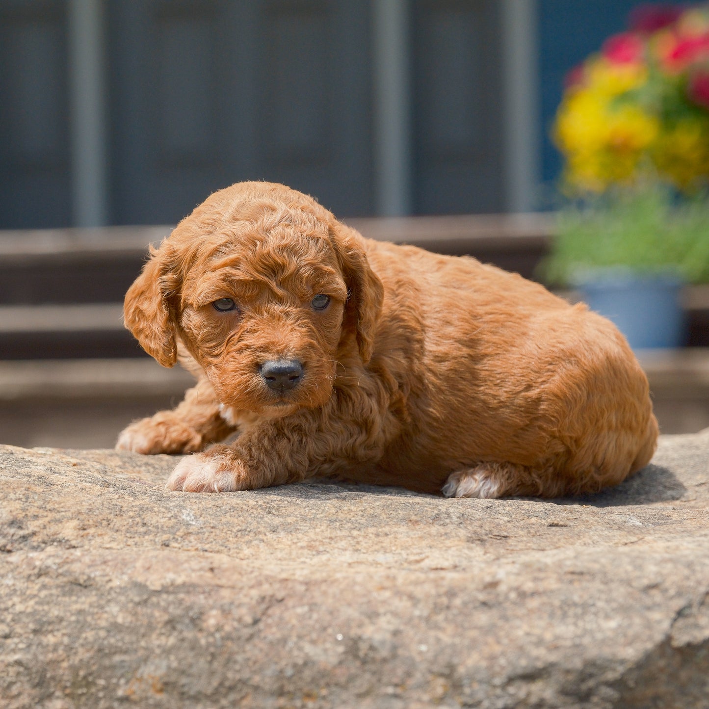 F1B-Mini-Goldendoodles