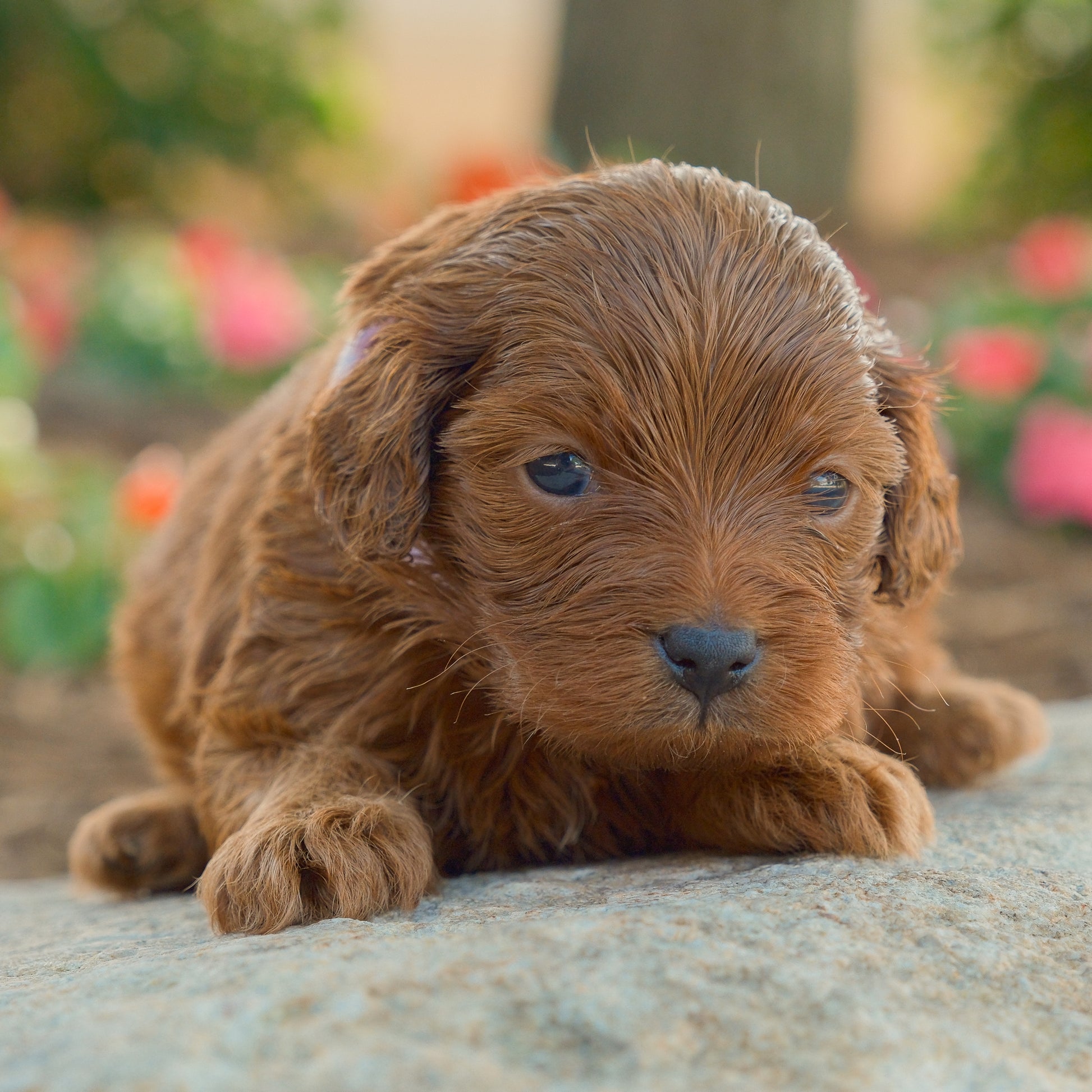 Cavapoo-Puppies