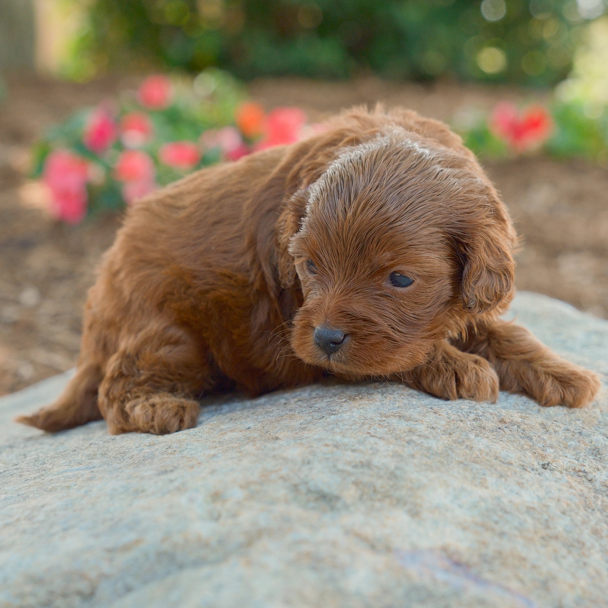 Cavapoo-Puppies