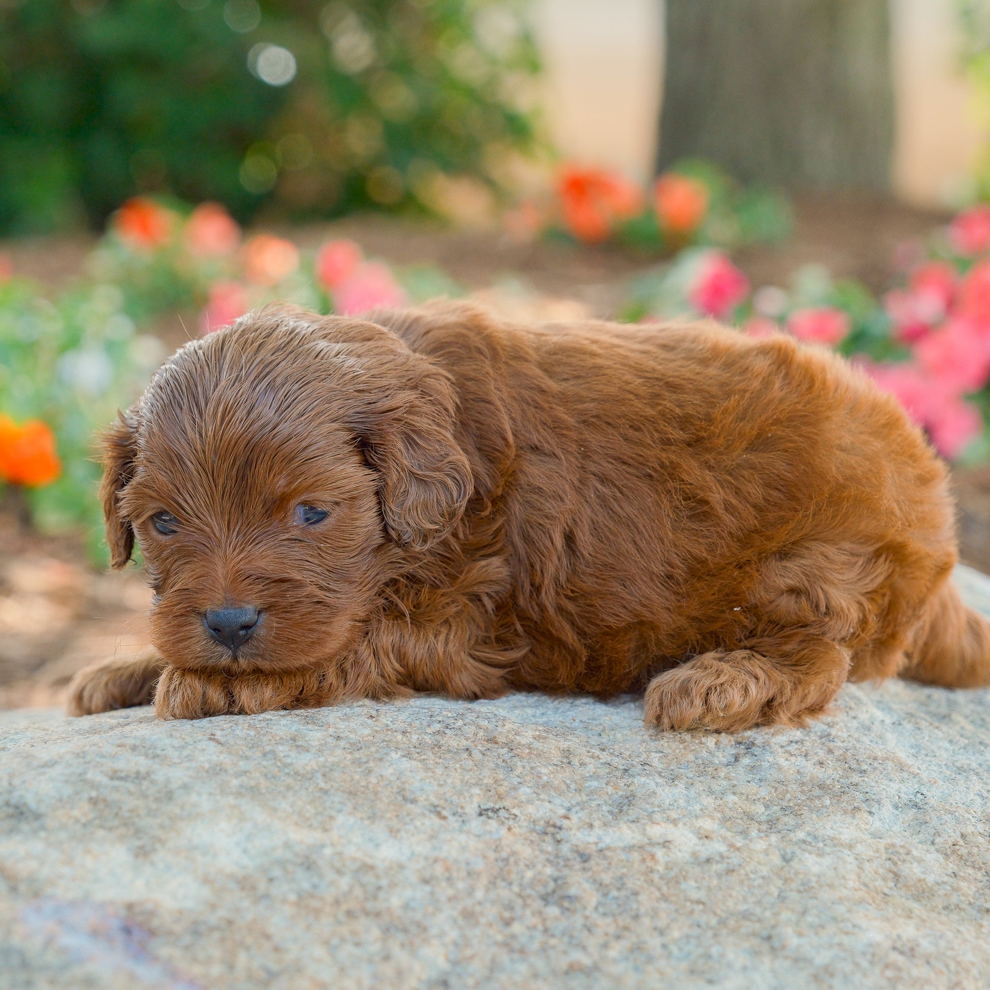 Cavapoo-Puppies