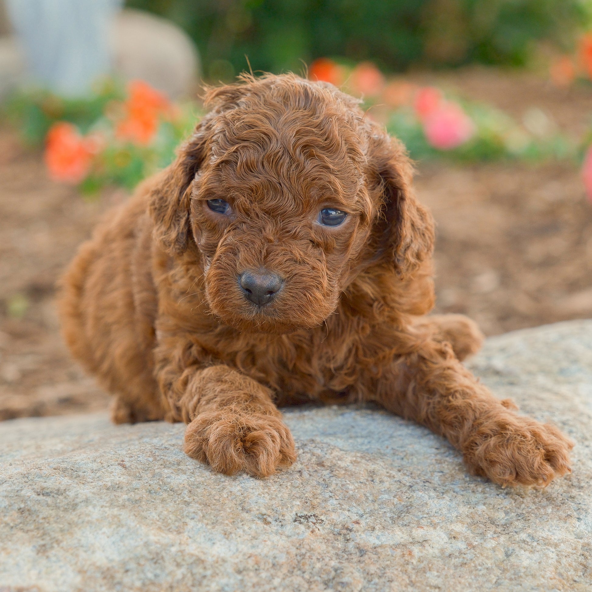 Cavapoo-Puppies