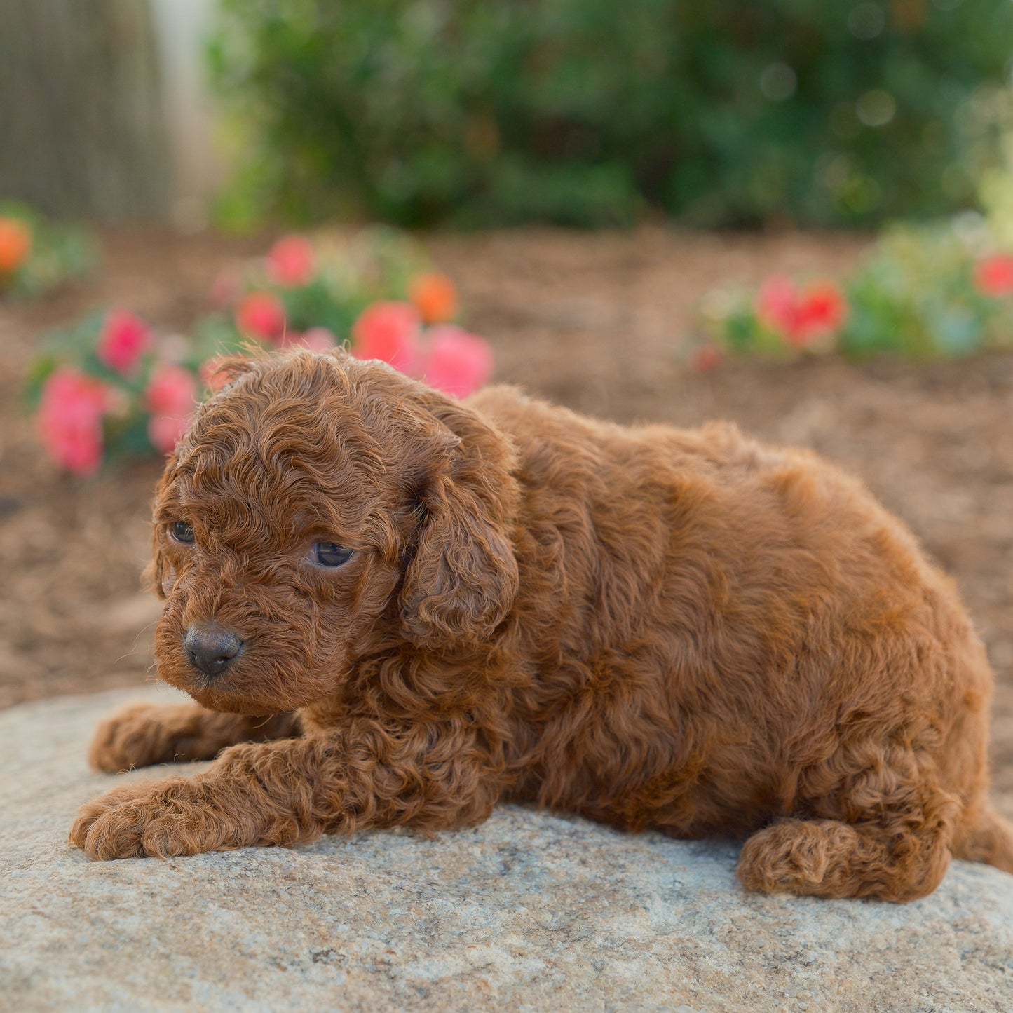 Cavapoo-Puppies