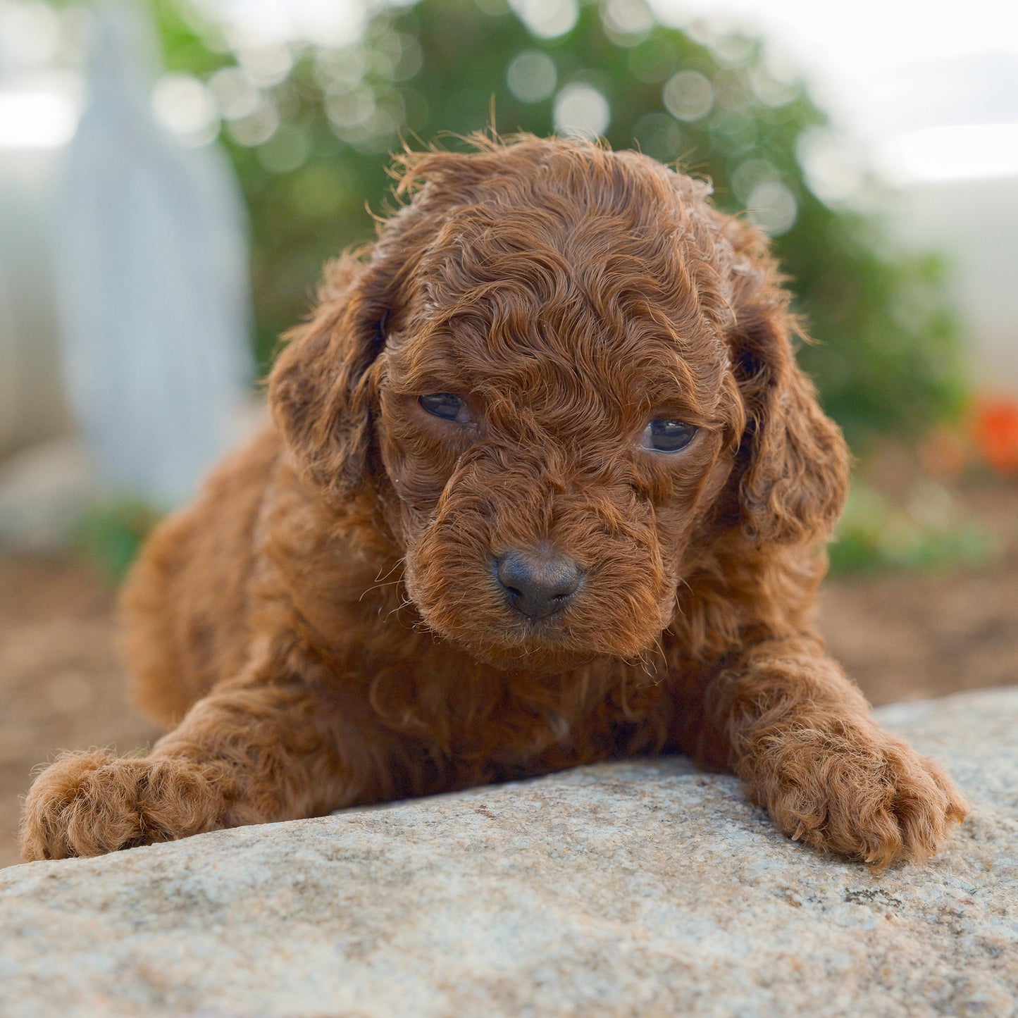 Cavapoo-Puppies