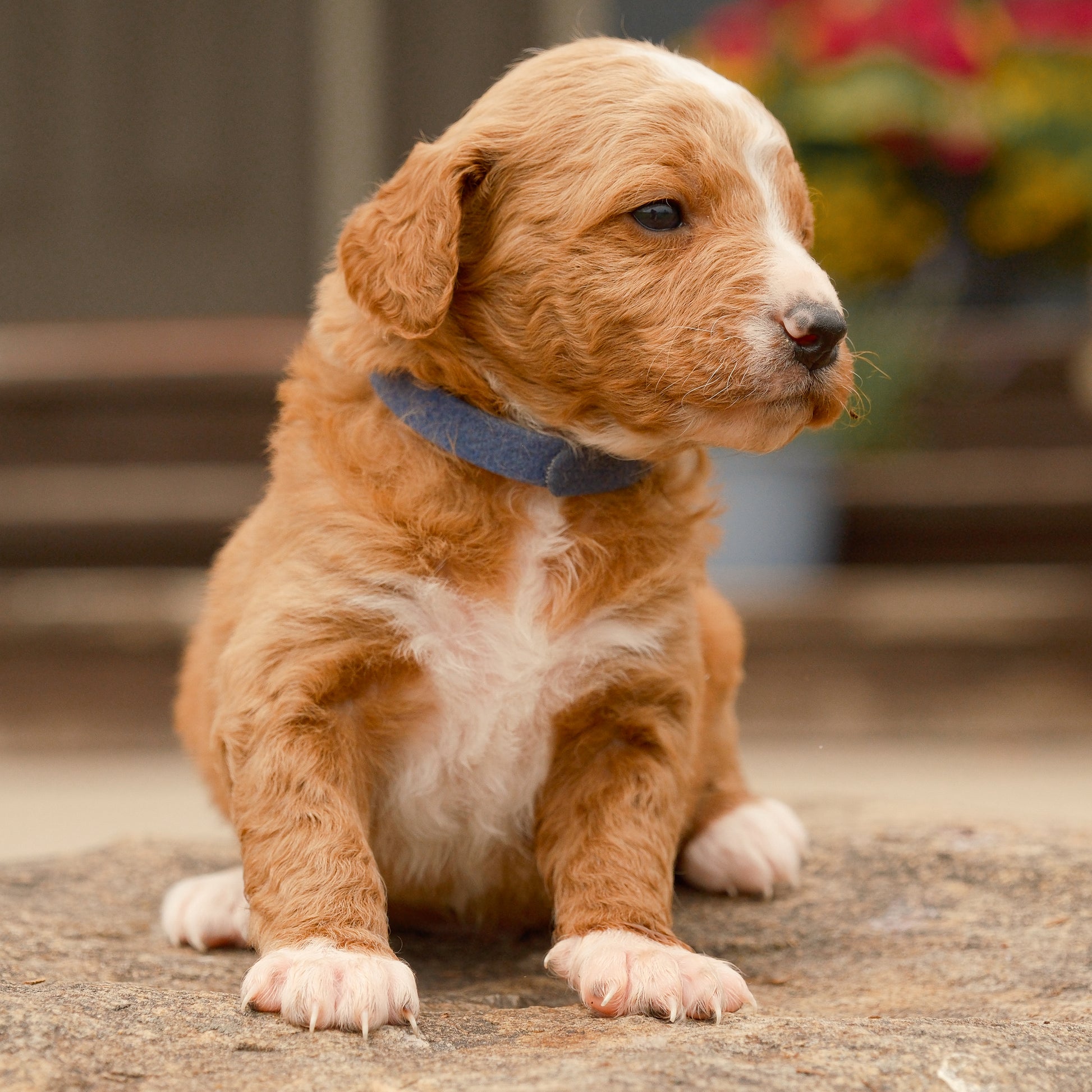 F1B-Mini-Goldendoodles