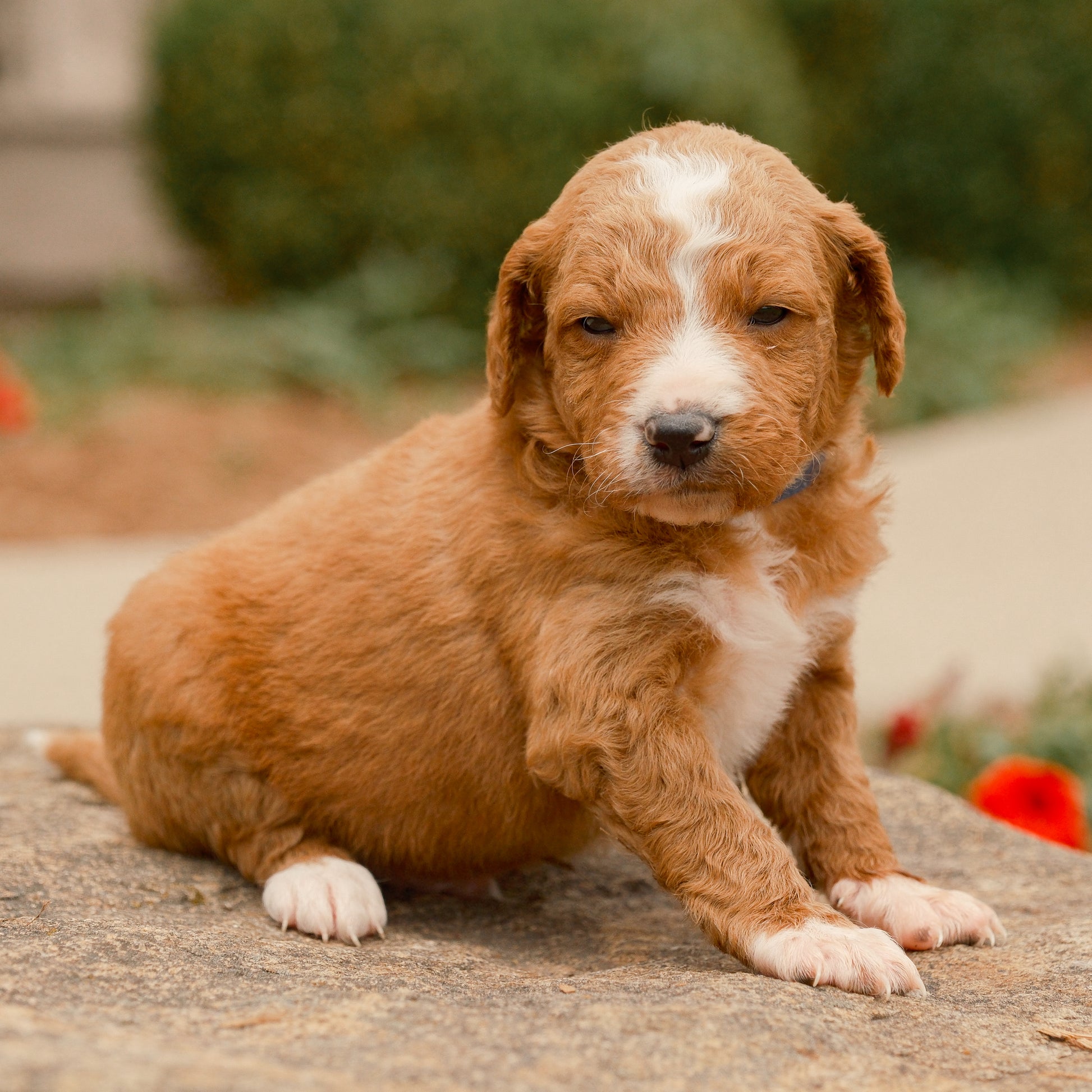 F1B-Mini-Goldendoodles