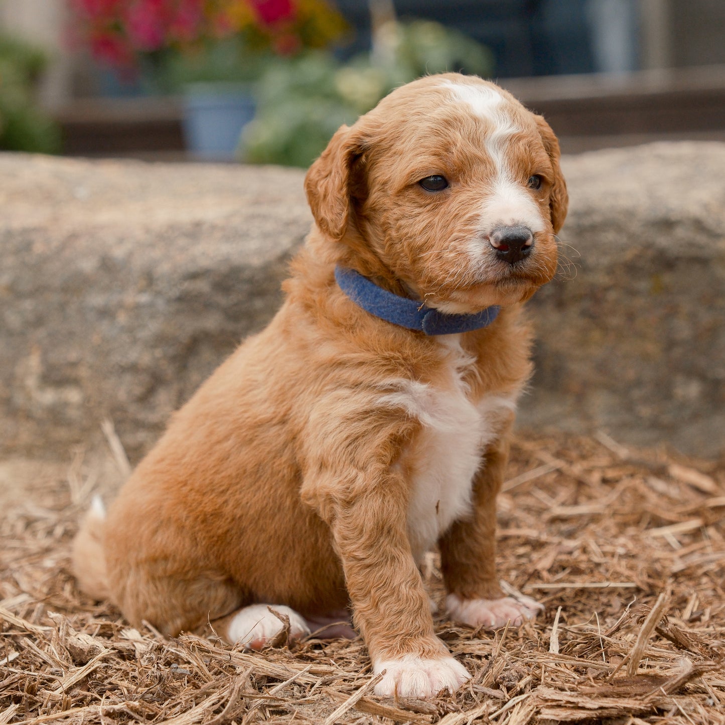 F1B-Mini-Goldendoodles