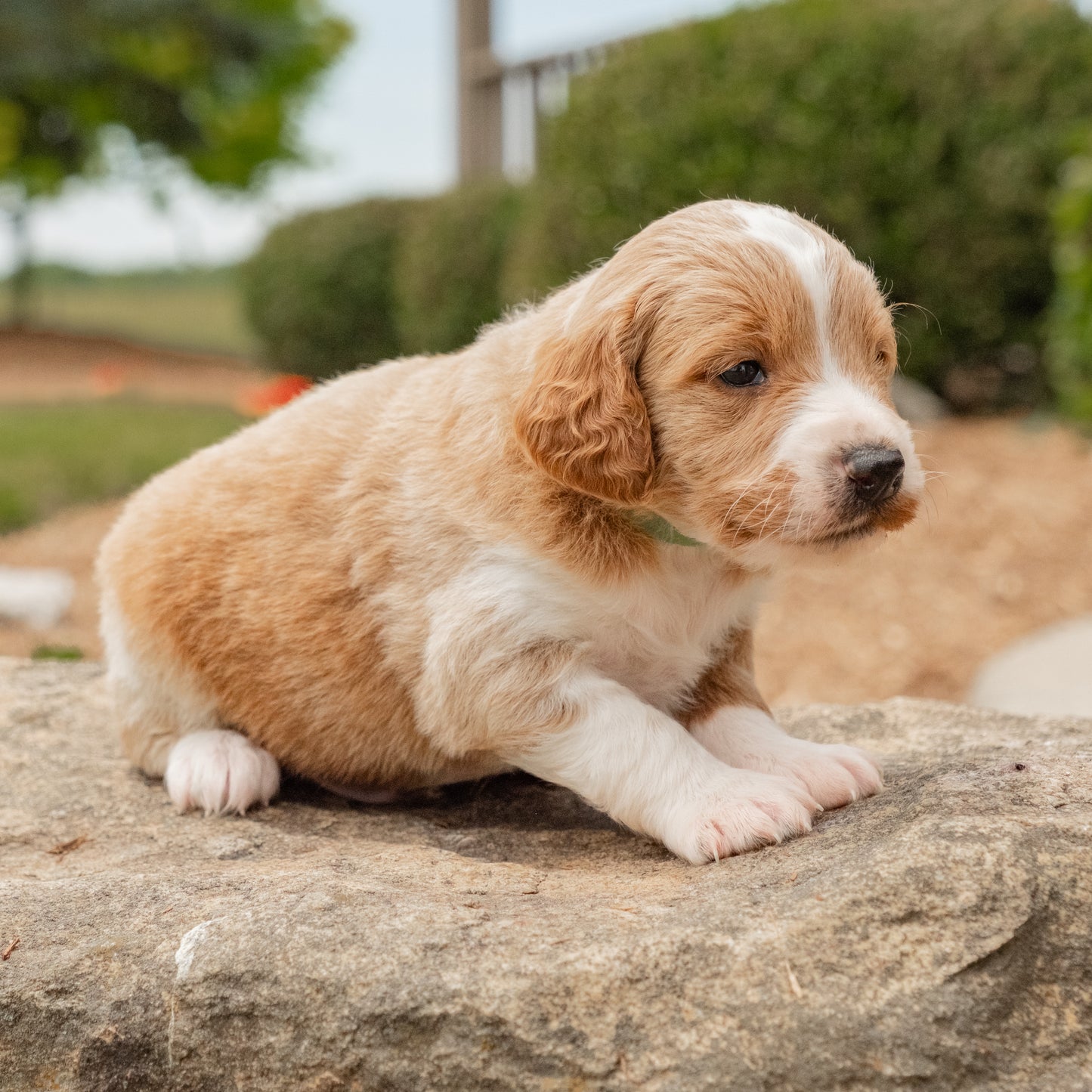 F1B-Mini-Goldendoodles