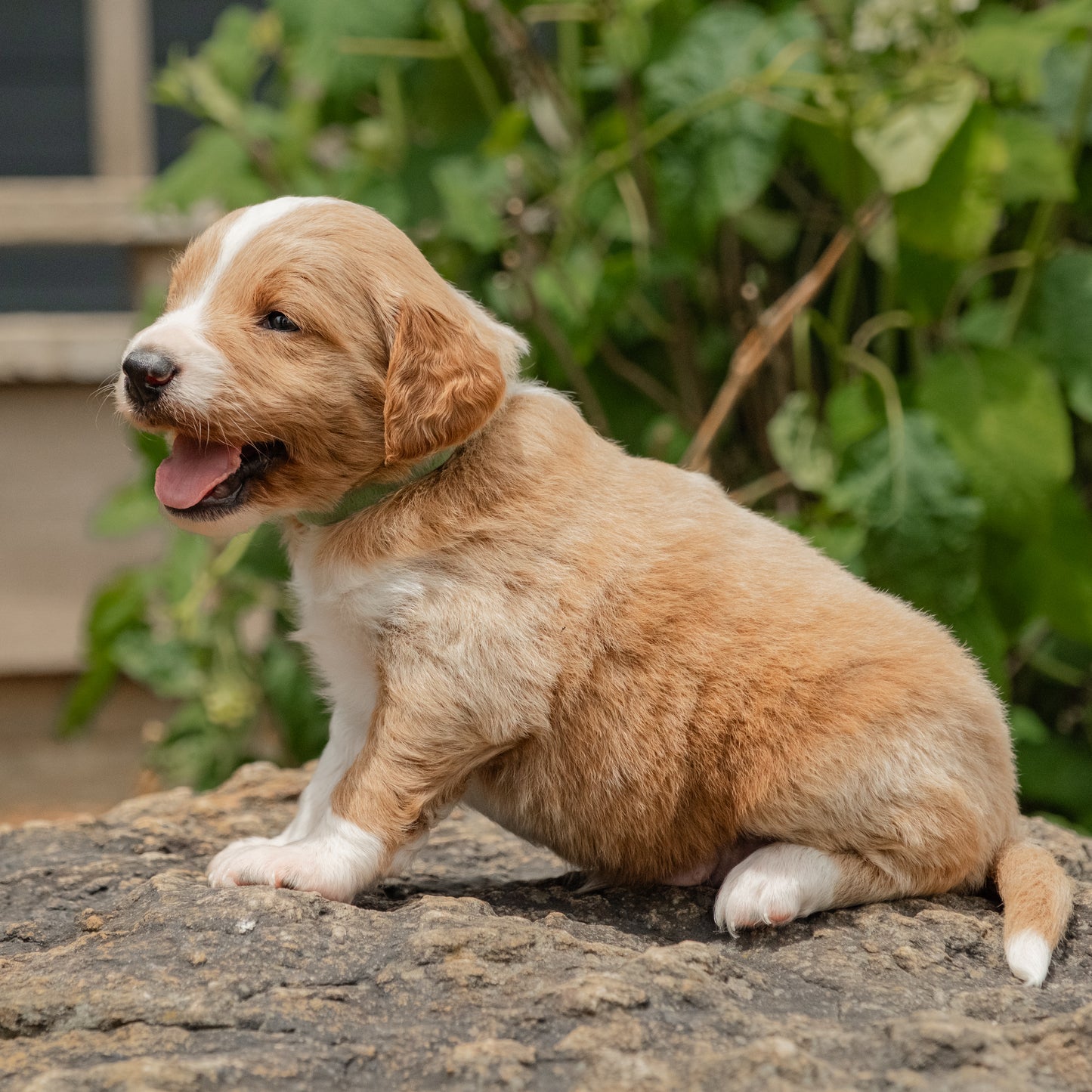 F1B-Mini-Goldendoodles