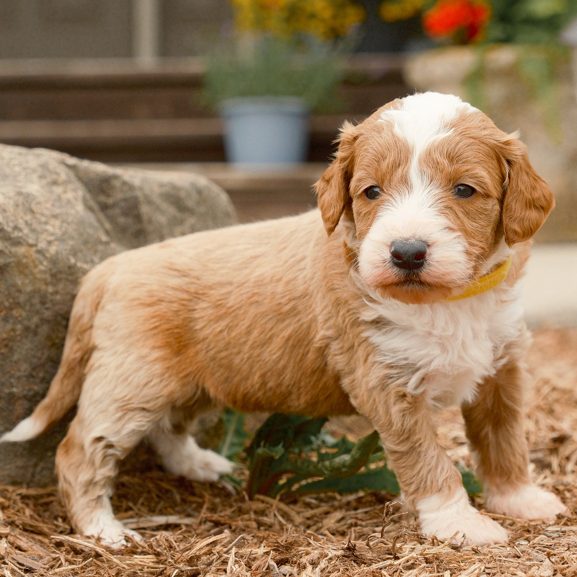 F1B-Mini-Goldendoodles