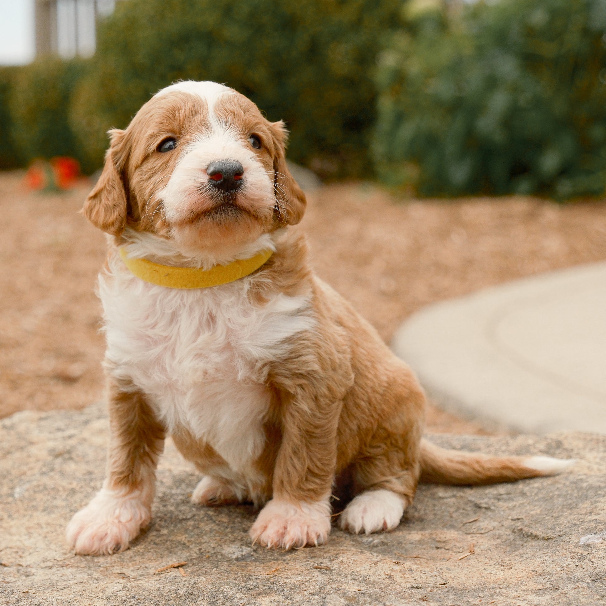 F1B-Mini-Goldendoodles