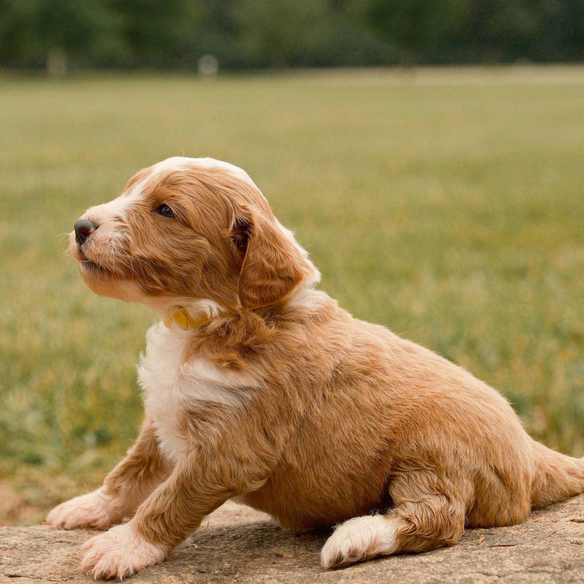 F1B-Mini-Goldendoodles